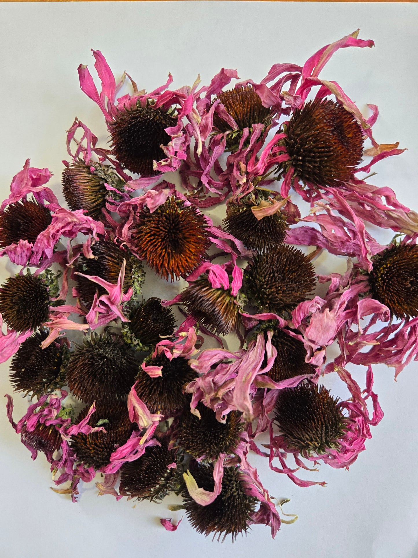 Echinacea purpurea Flower Tops - Organic