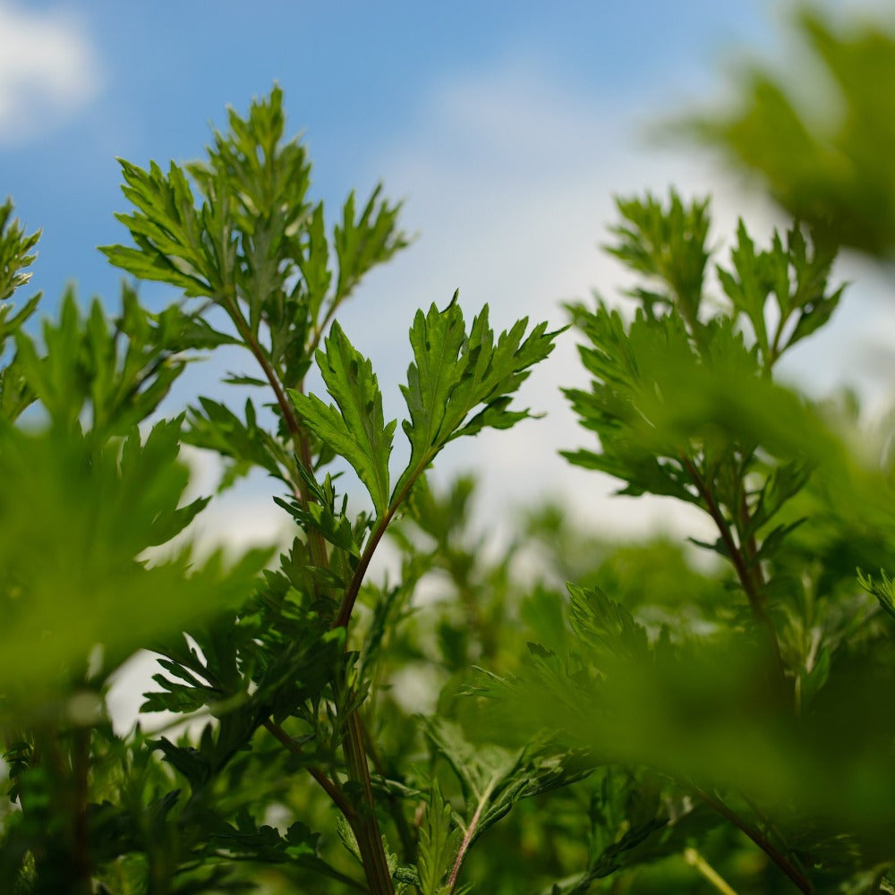 Mugwort Plant Growing Up Close