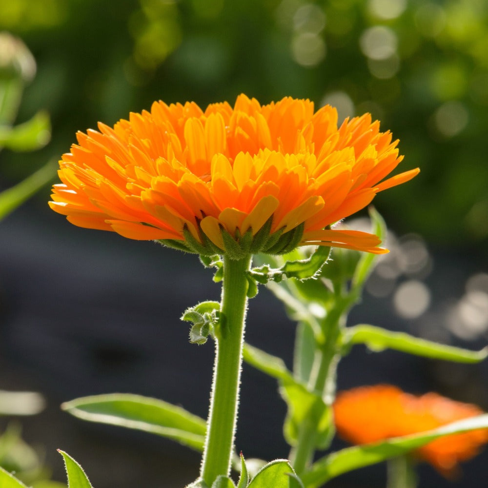 Fresh Calendula