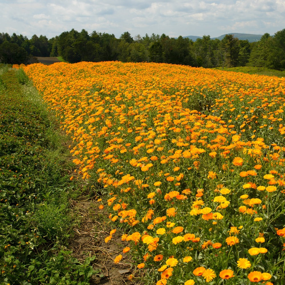 Fresh Calendula