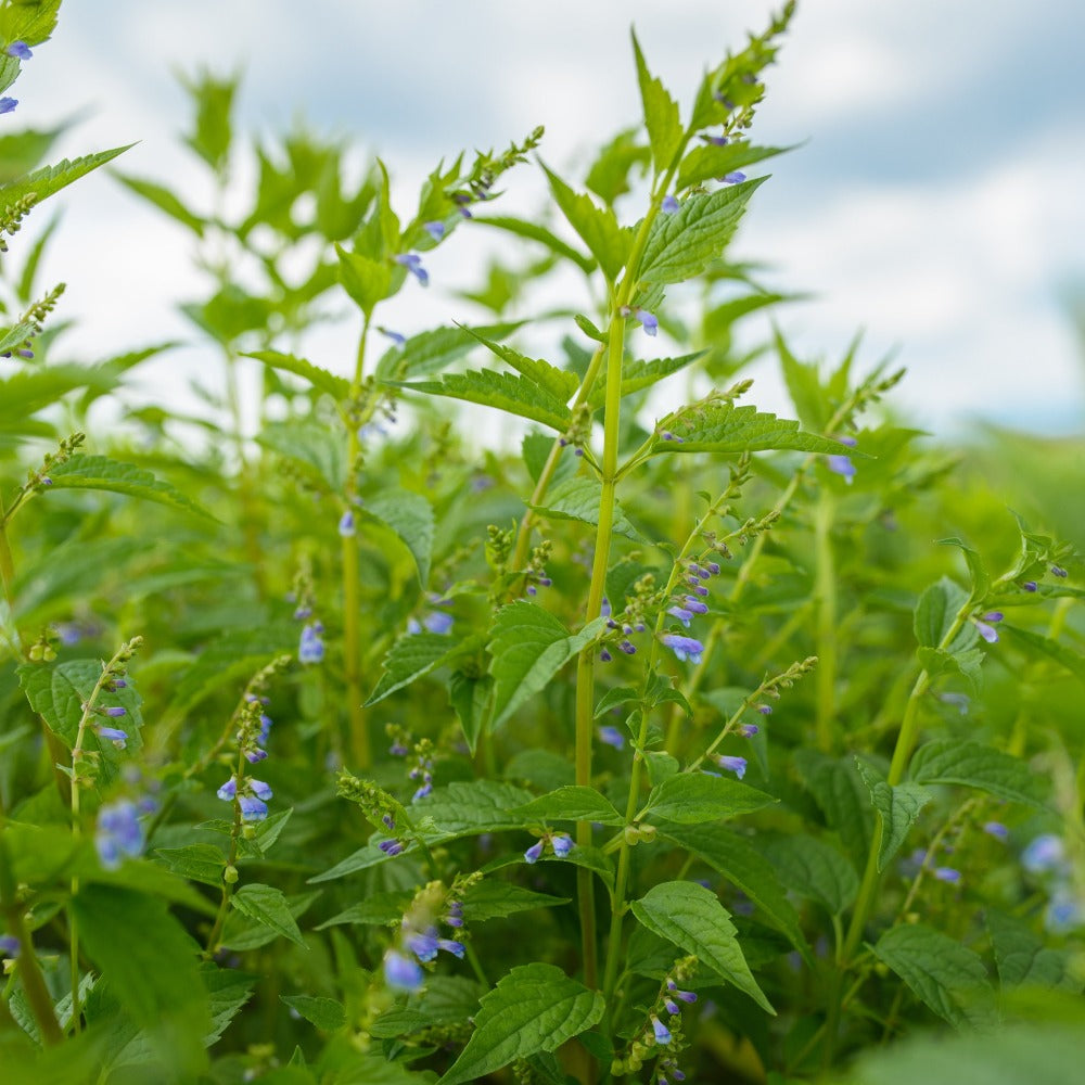 Skullcap plant flowering up close