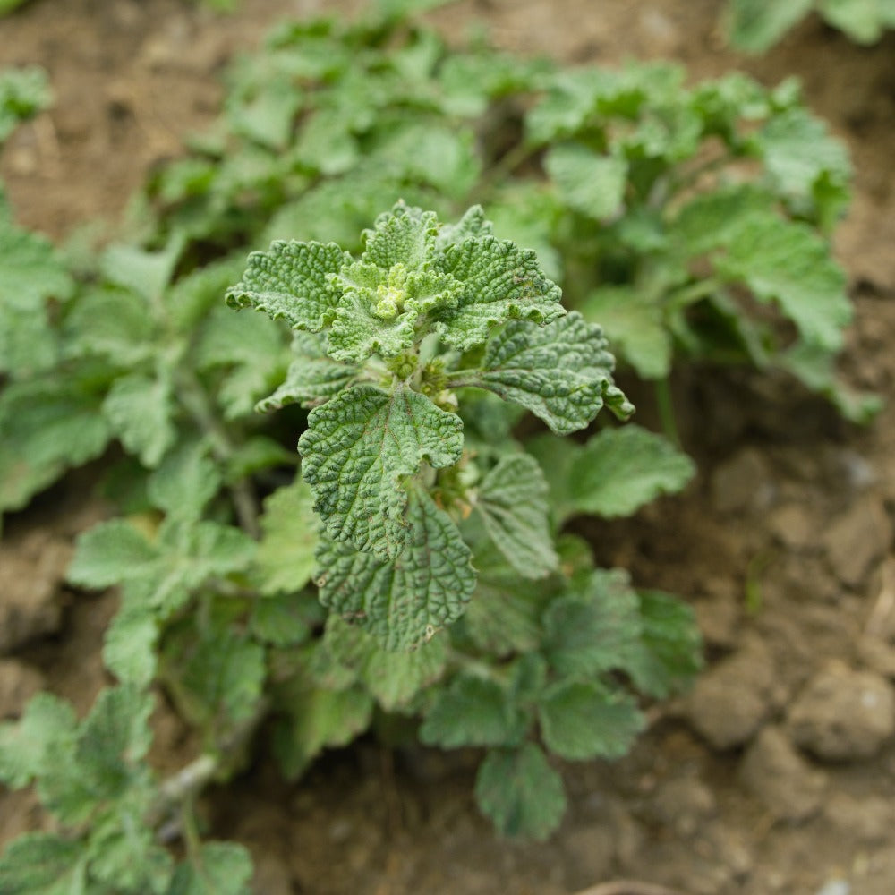 Fresh Horehound Plant Growing in Soil