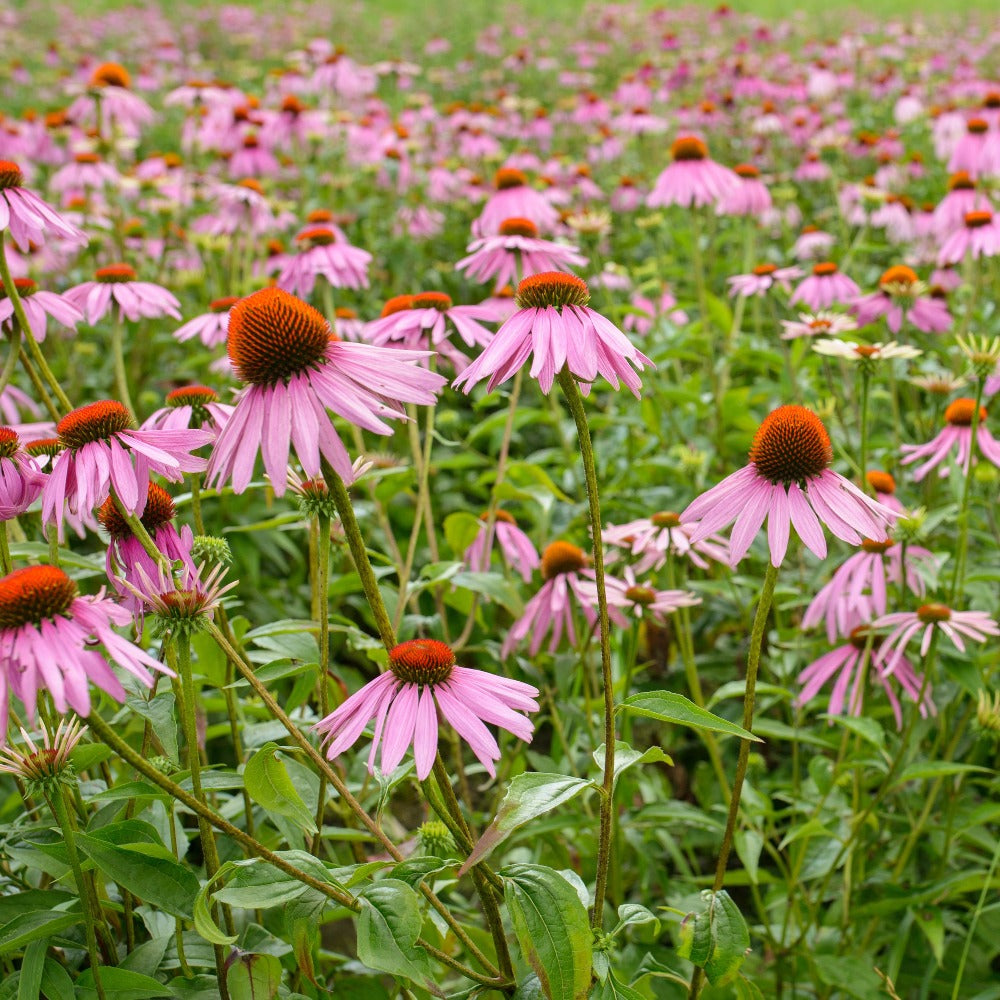 Growing Echinacea Flowers on Farm