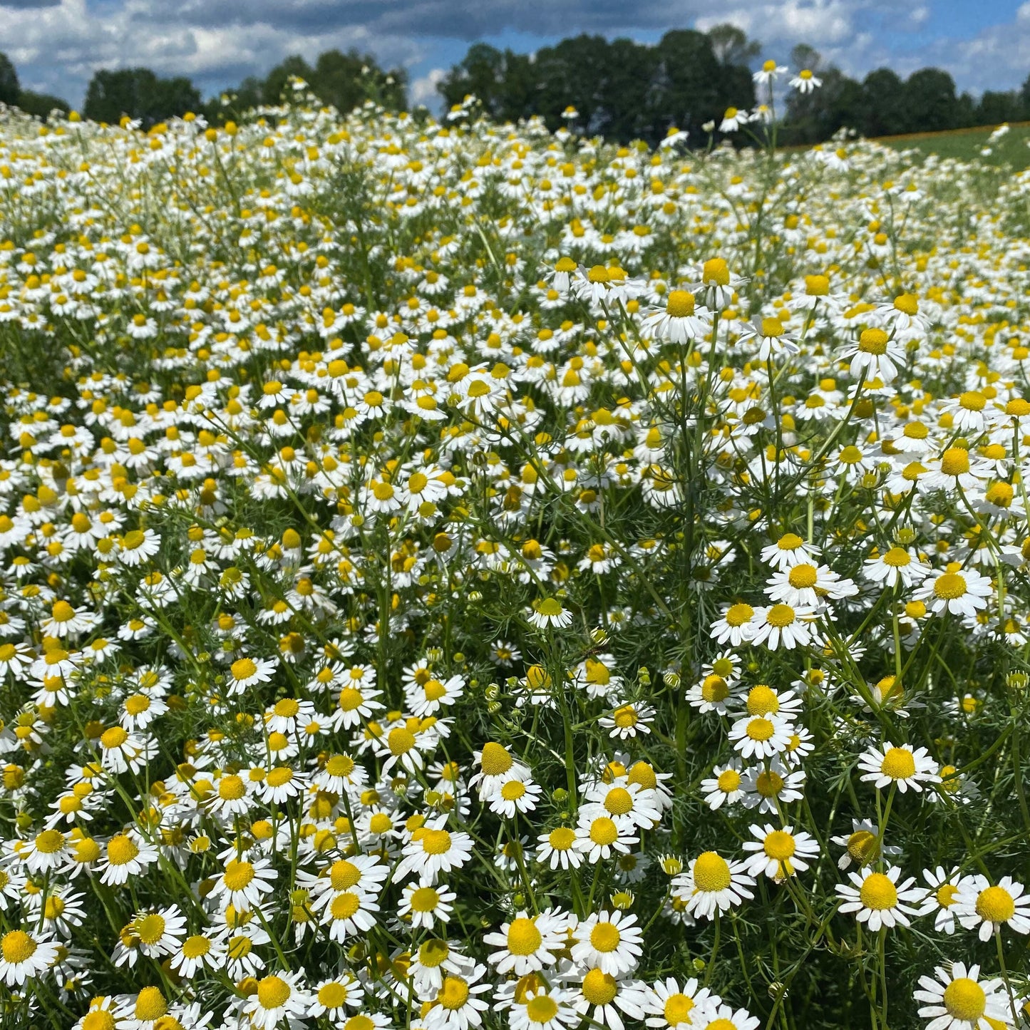 Fresh Chamomile