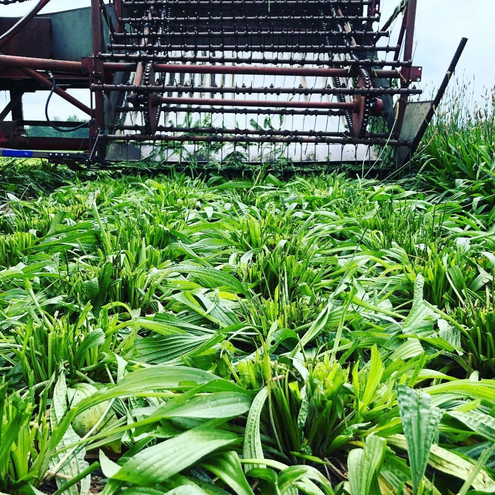 Fresh Plantain Herbs Being Machine Harvested