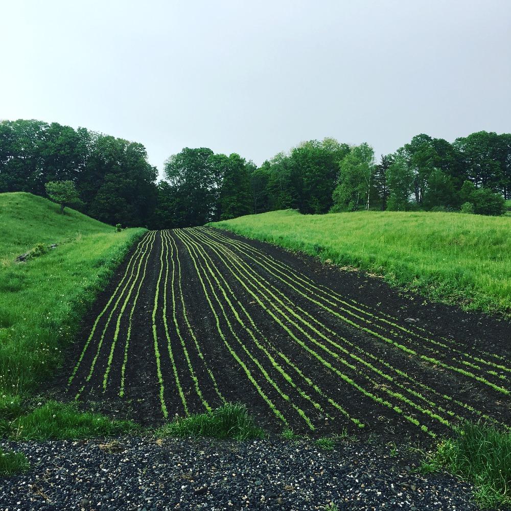 Rows of Freshly Planted California Poppy