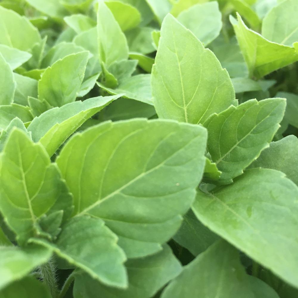 Growing Tulsi Kapoor Plant Leafs Up Close
