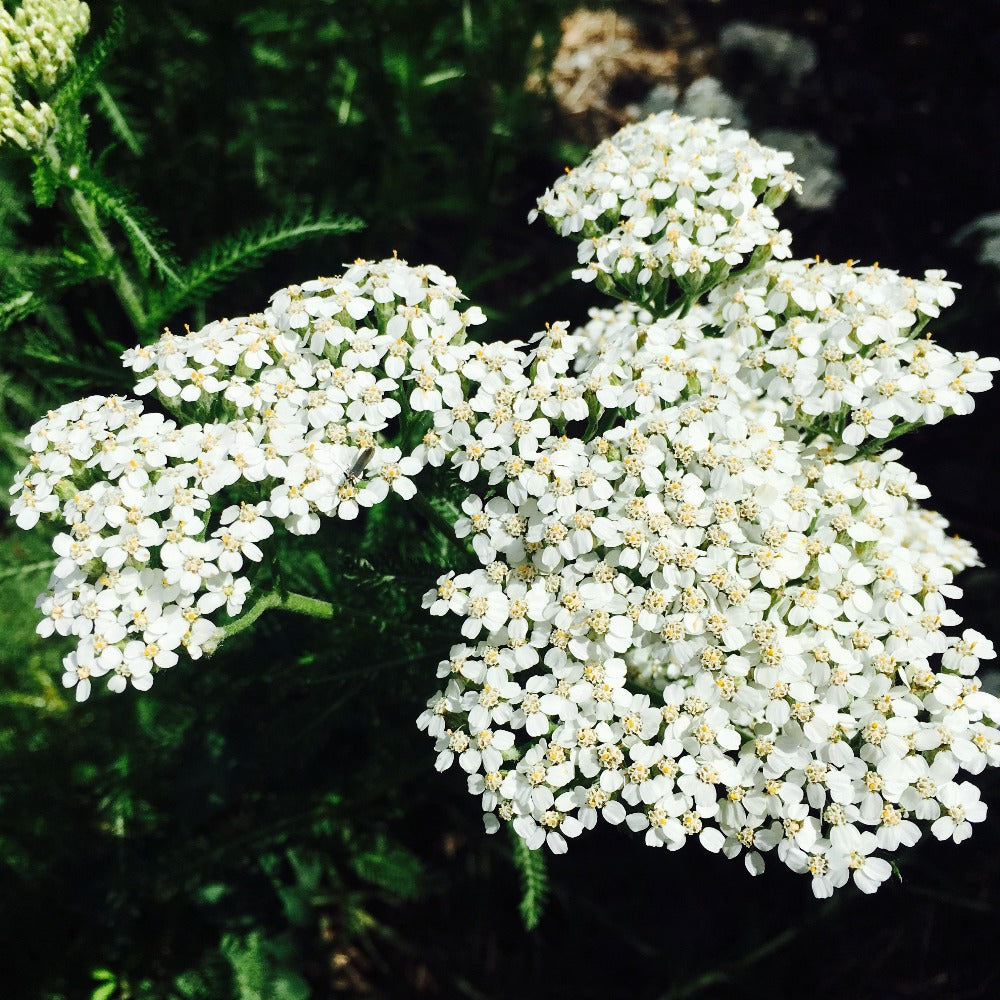 Close Up of Budding Yarrow Flower