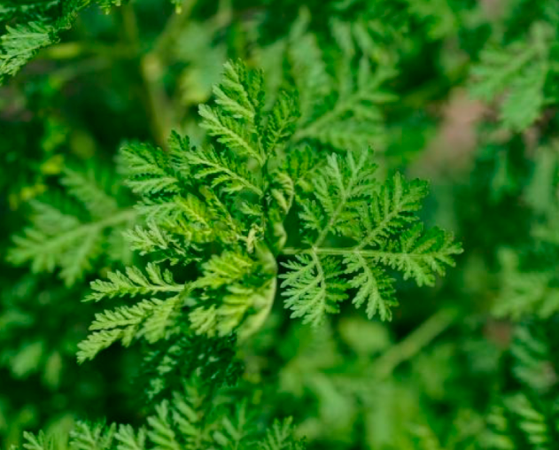 Sweet Annie-ORGANIC