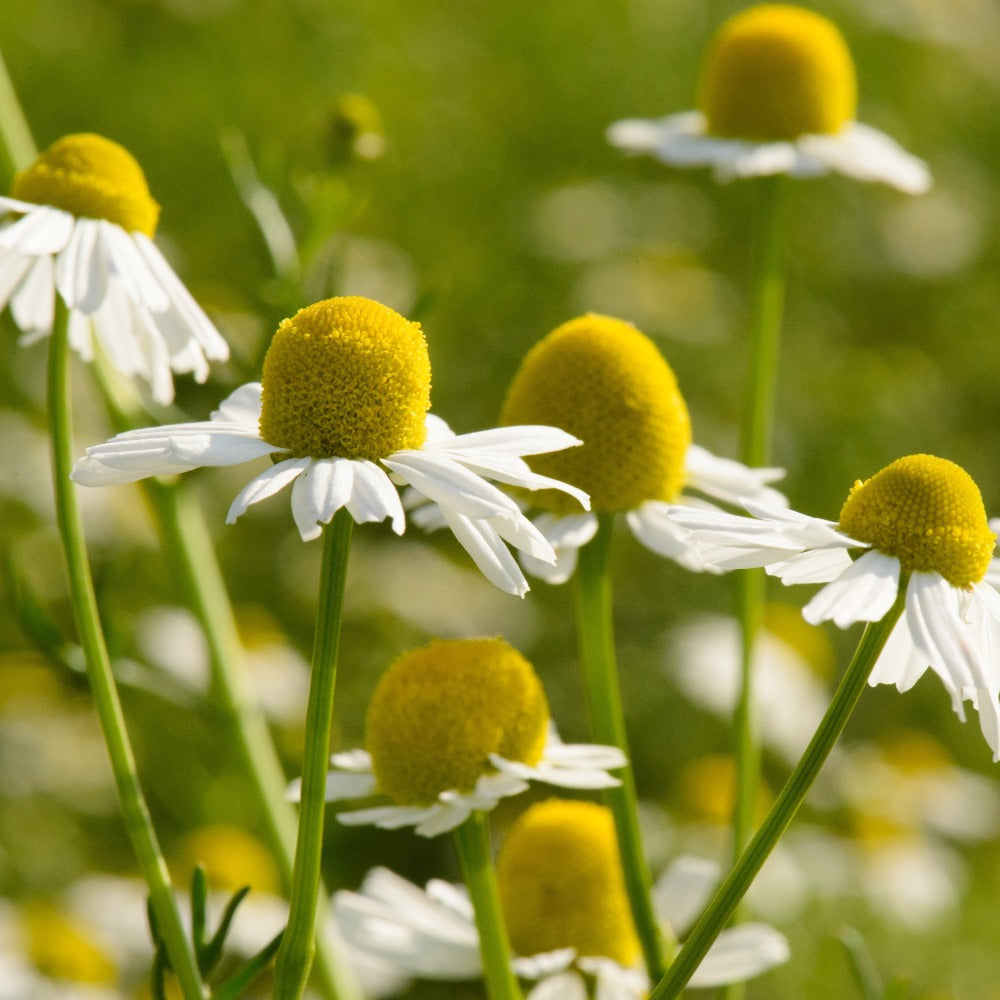 Chamomile Flower Bud Up Close