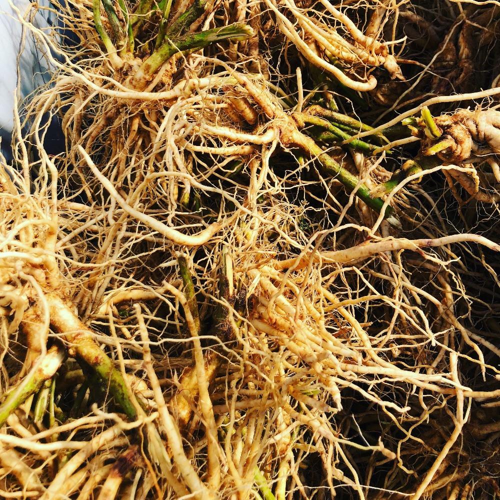 Freshly Pulled Ashwagandha Roots