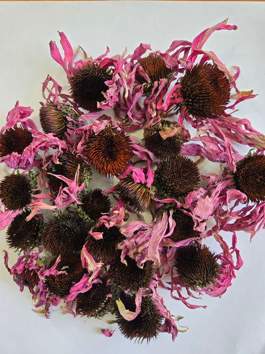 Echinacea purpurea Flower Tops - Organic