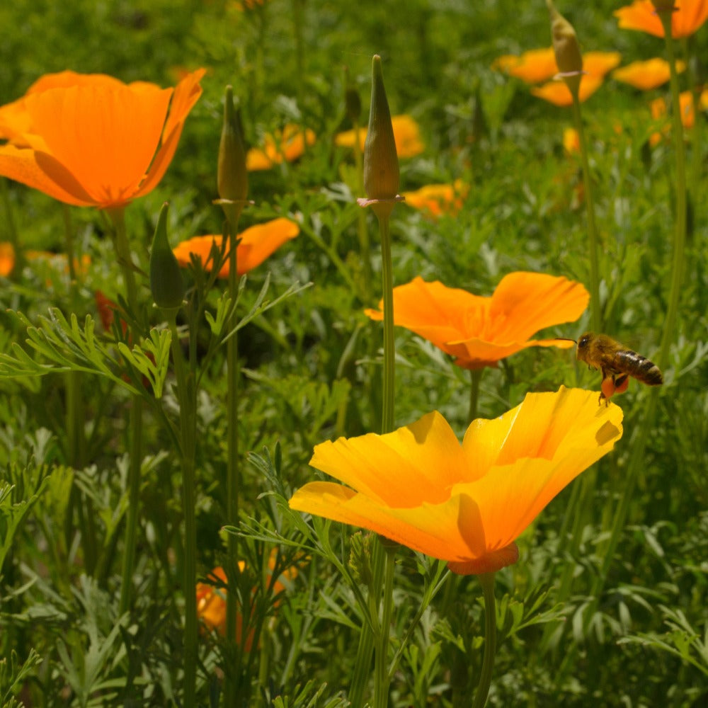 Bee landing on California Poppy Flower Blossom