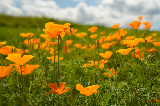 Foster Farm Botanicals | Organic Herbs & Botanicals Grown in Vermont