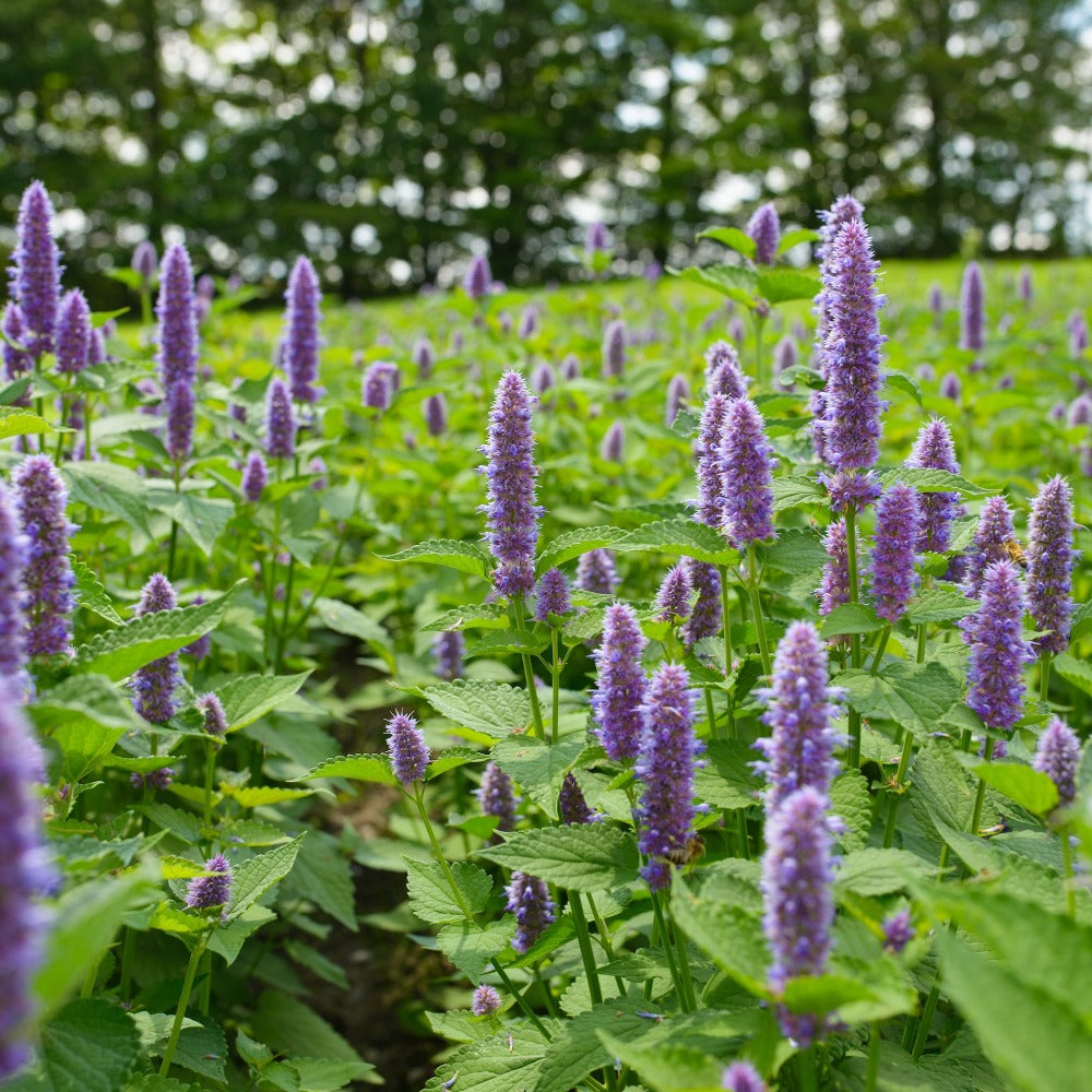 Fresh Anise Hyssop Growing in Field