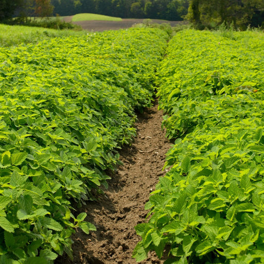 Fresh Lemon Balm Growing in Rows on Farm