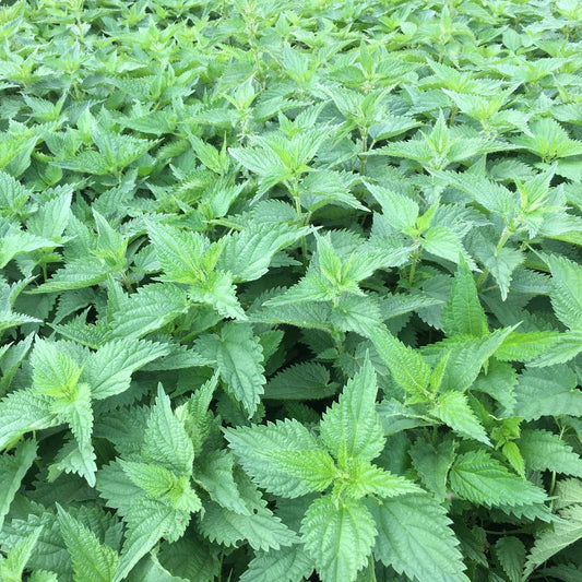 Stinging Nettle Plants growing up close