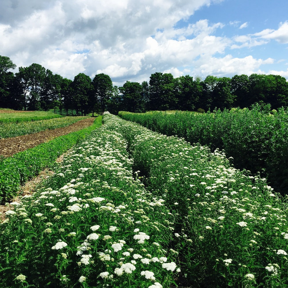 Rows of Blossoming Yarrow Flowers on Farm