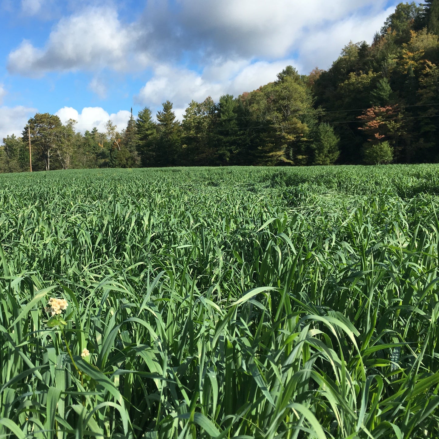 Fresh Oatstraw
