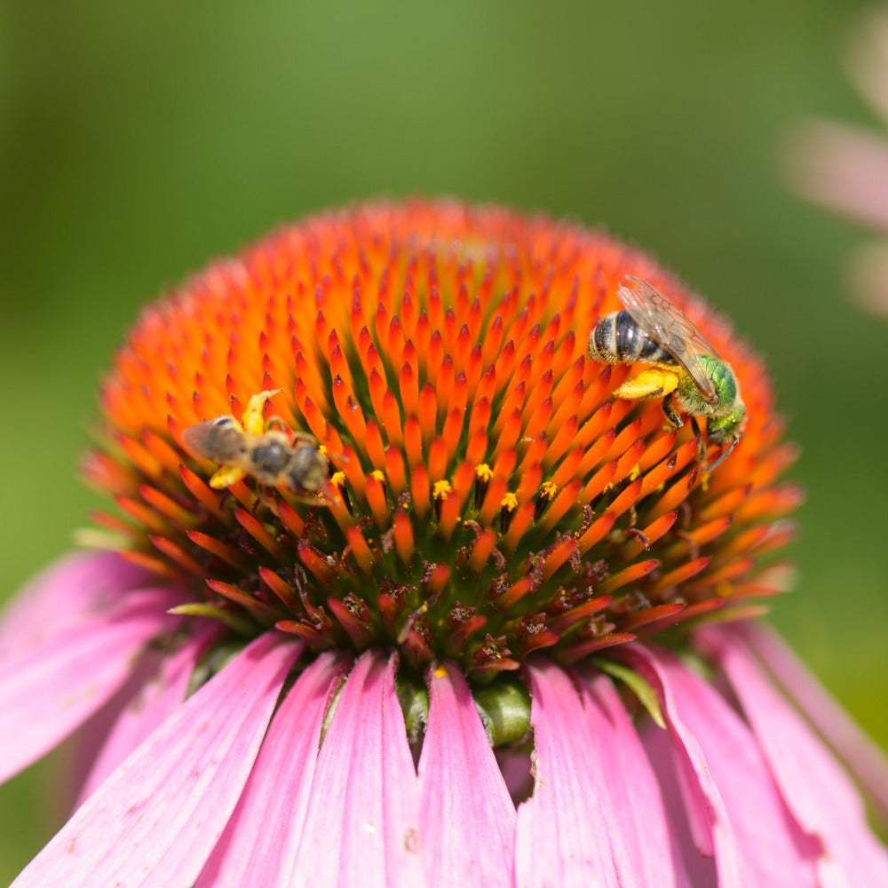 Echinacea Flower Up Close with Bees