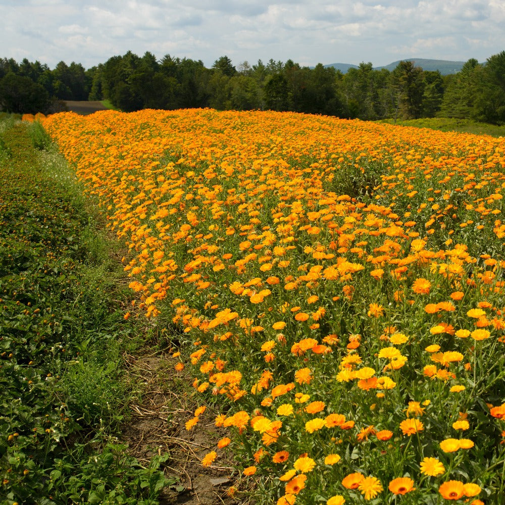 Rows of Calendula Fully Blossomed on Farm
