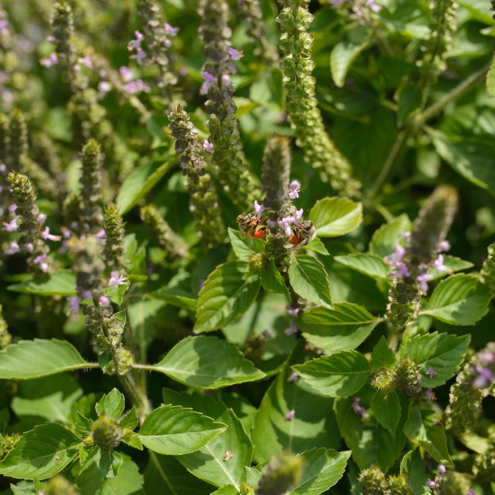 Bees Harvesting Nectar from Budding Purple Tulsi Flowers