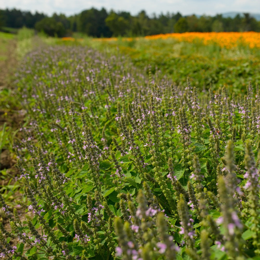 Purple Tulsi Budding Flowers Growing in Rows