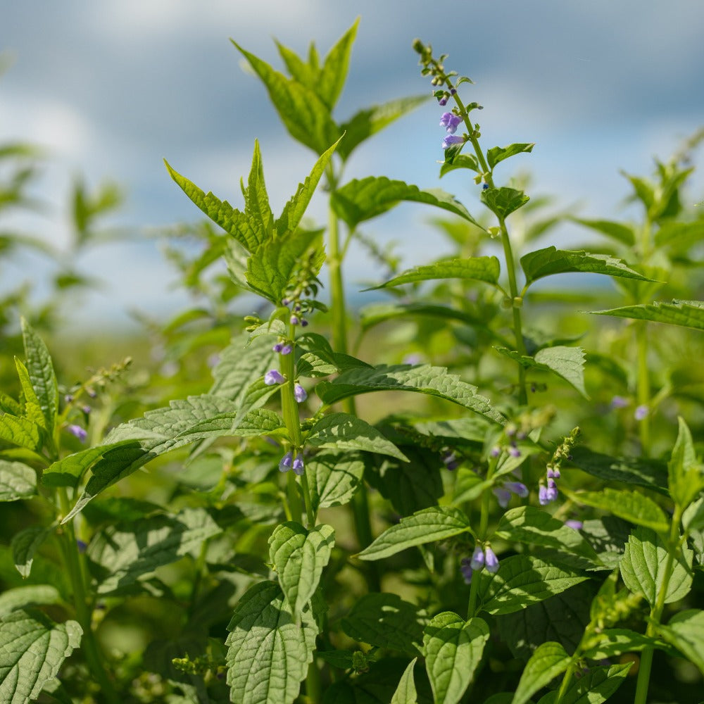 Budding Skullcap Plant Up Close 