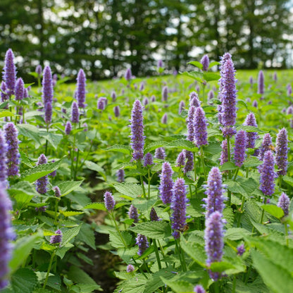 Fresh Anise Hyssop Growing in Field