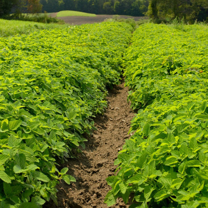 Fresh Lemon Balm Growing in Rows on Farm