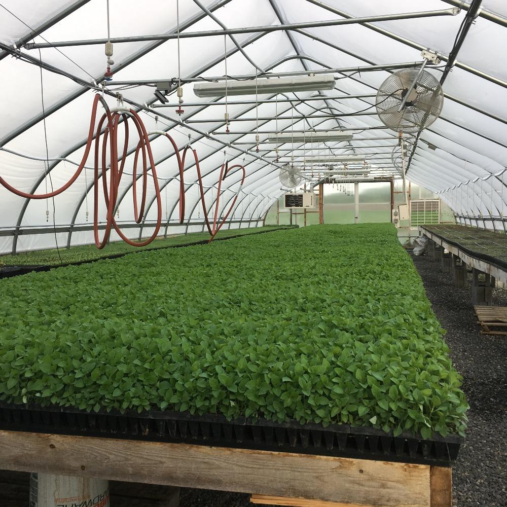Tulsi Kapoor Starter Plants Growing in Greenhouse