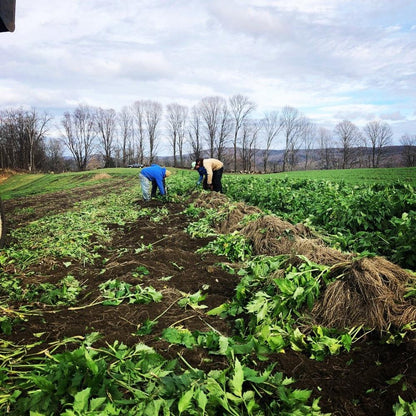 Workers Harvesting Valerian Plants on Farm