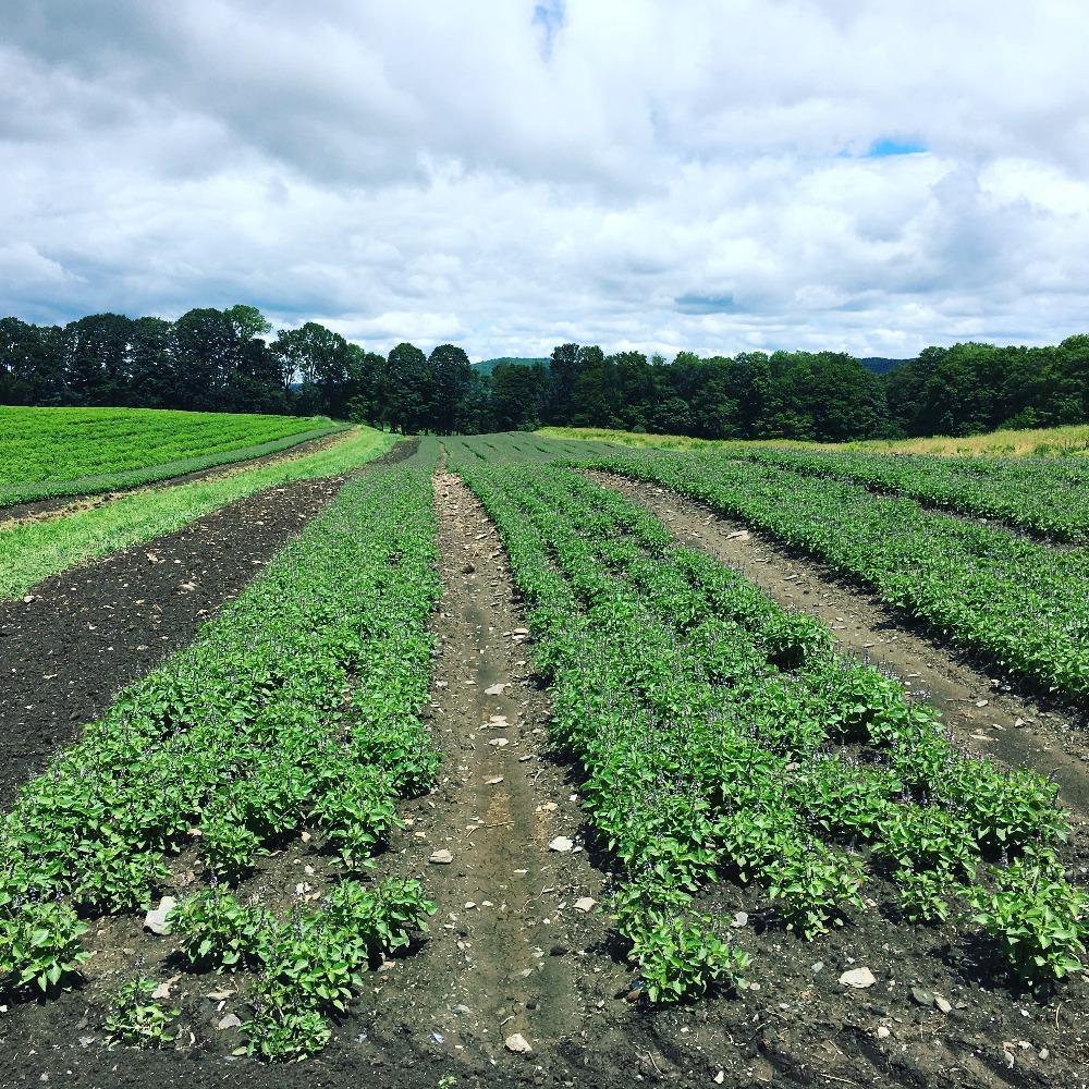 Tulsi Plants Growing in Soil in Rows on Farm