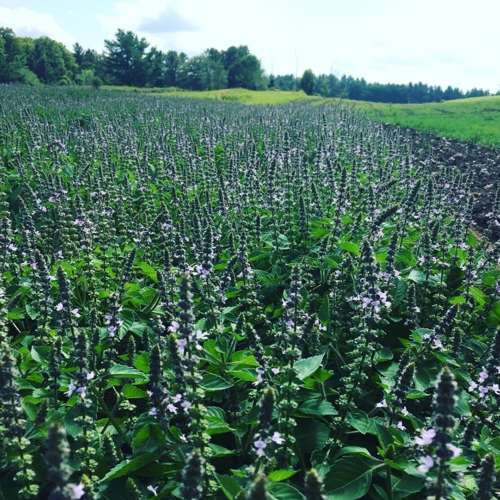 Flowering Tulsi (Holy Basil) Growing in Rows on Farm
