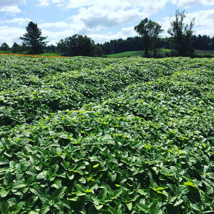Fresh Lemon Balm Growing in Rows on Farm