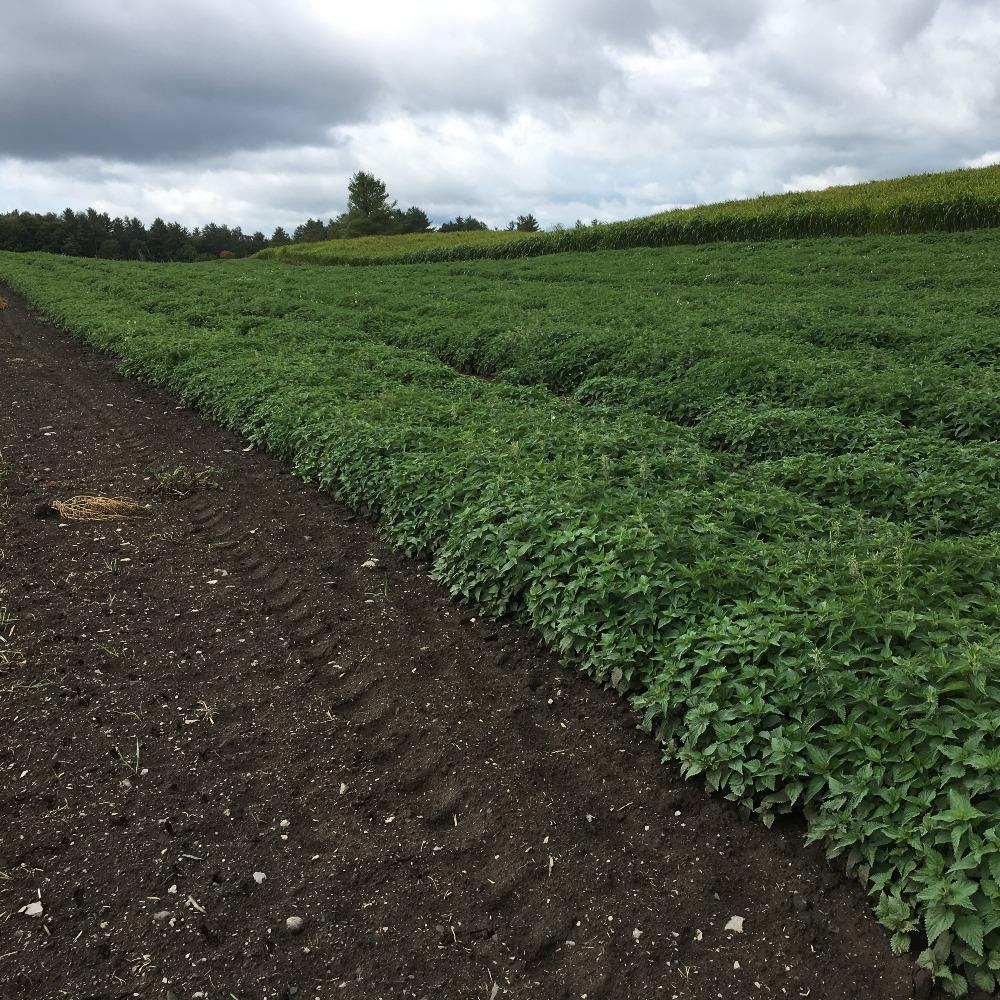 Stinging Nettle growing in soil on farm