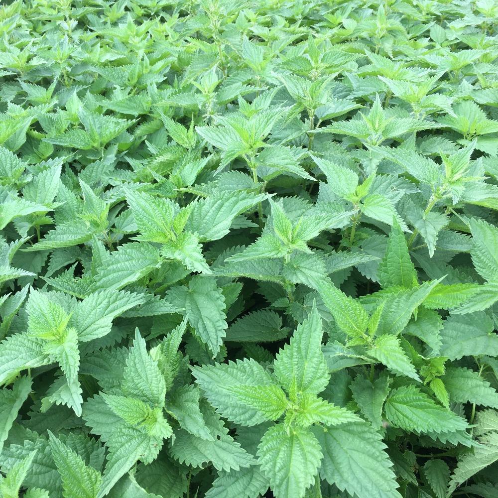 Stinging Nettle, Grown in Vermont