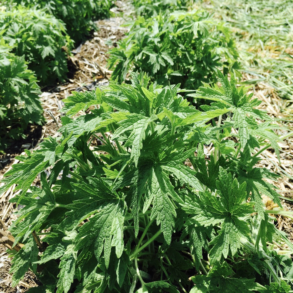 Motherwort Plants Growing Up Close