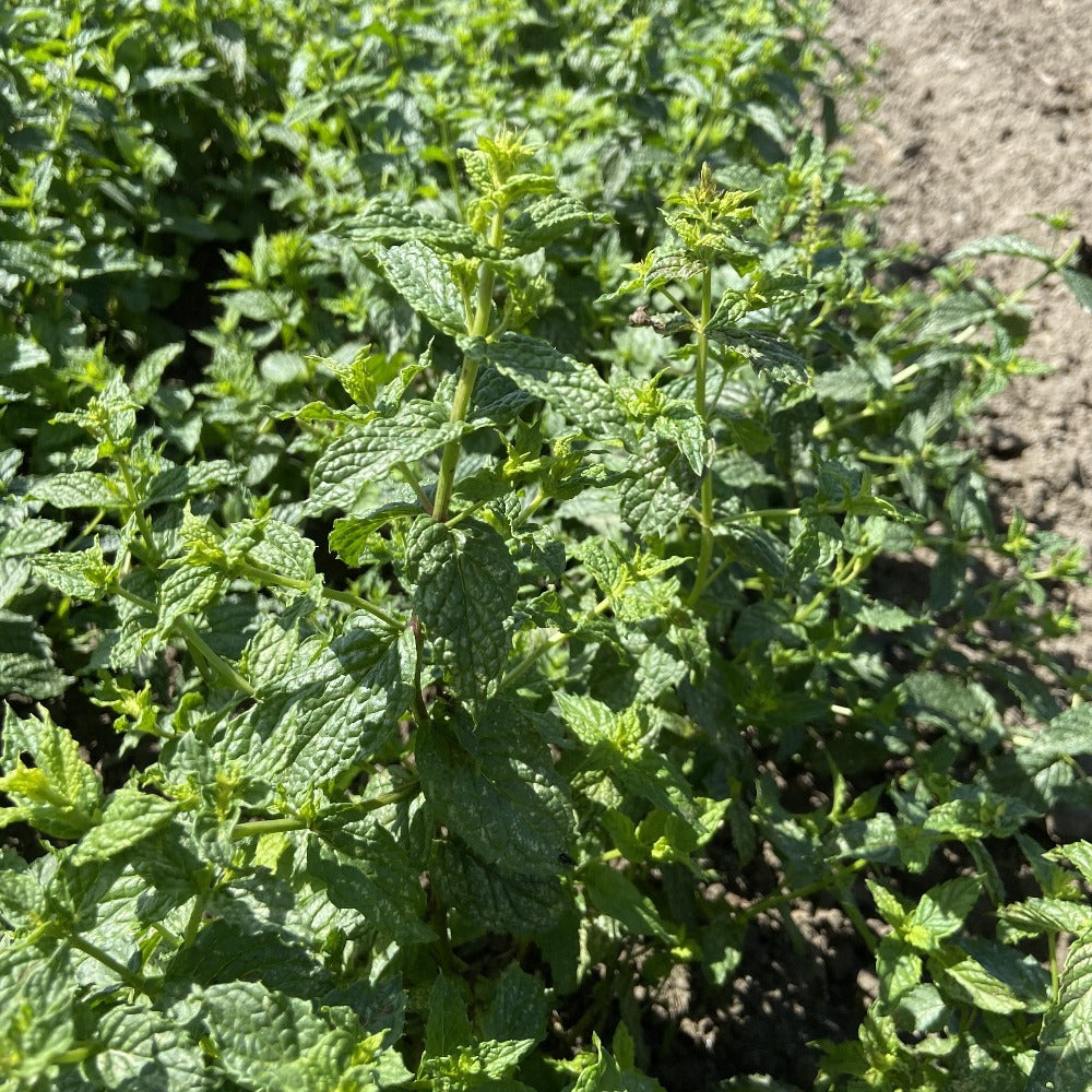 Fresh Spearmint Plants Growing in Soil