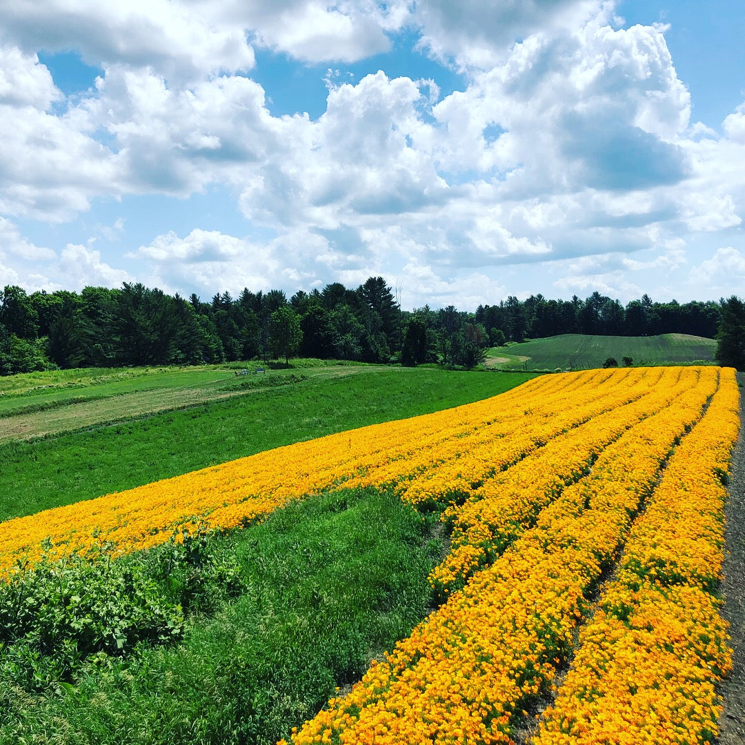 California Poppy Extract