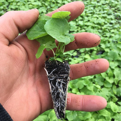 Single Valerian Plant in Hand