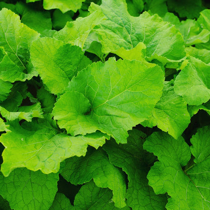 Burdock Root-ORGANIC