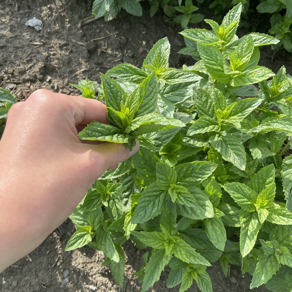 Fresh Peppermint Herb Being Picked